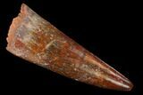 Cretaceous Fossil Crocodile Tooth - Morocco #160688-1